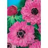 anemone pink