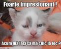 poze-amuzante-poza-amuzanta-pisica-este-impresiona_1119e9a5766720