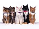 poze-pisici-imagini-pisicute-wallpapers-feline-dragute1