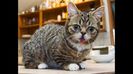 lil_bub_06490200