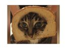 pisici-chinuite-de-stapanii-lor-acestia-imbraca-felinile-in-paine-video-