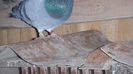 DSC06534