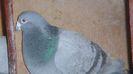 DSC06561