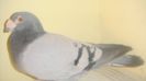 DSC04137