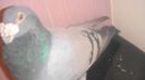 DSC04196