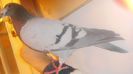 DSC04236