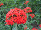 Lychnis Chalcedonica 2013