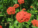 Lychnis Chalcedonica (2013)
