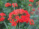 Lychnis Chalcedonica 2013
