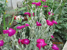 Lychnis Coronaria 2013