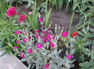 Lychnis Coronaria 2013