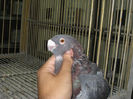 chato 1