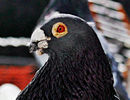 IMG_4699frt