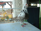 palomas fotos 035 reducida