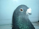 prieto azul
