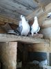 ianuarie 2014 095