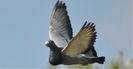 vuelo8