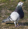 Gabino-ni