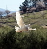 IMG_1627fggh