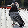 IMG_4699ff