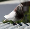 IMG_6496gf
