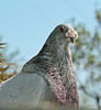 IMG_6536f