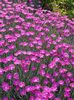 poze-imagini-flori-de-gradina-garofita-dianthus-07