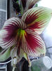 sau floarea fluture
