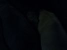IMG1155A