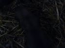 IMG1166A