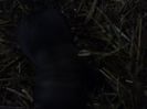 IMG1168A