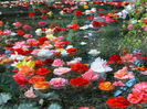 lacul de flori
