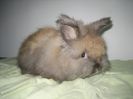 Mascul Angora Englez 7 saptamani