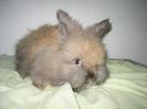 Mascul Angora Englez 7 saptamani