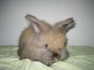Mascul Angora Englez 7 saptamani