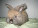 Mascul Angora Englez 7 saptamani