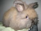 Mascul Angora Englez 7 saptamani