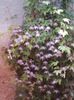 O minune de clematita.Am pierdut-o.