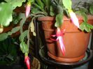 schlumbergera