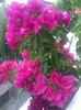 Vera Deep Purple