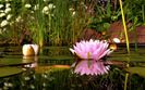 Free-Desktop-Backgrounds-Nature-Flowers-Lotus-Flowers-1024x640