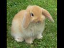 rabbit
