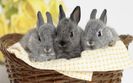rabbit