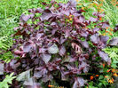 Shiso red perilla