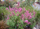 Mexican hyssop Agastache-mexicana.
