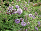 Busuiocul cerbilor - Mentha pulegium....