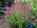 Agastache arcado pink