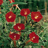 Ipomoea_Cardinal_Climber