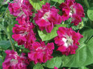 Ipomoea Double Pink