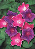 Ipomoea Picotee mix